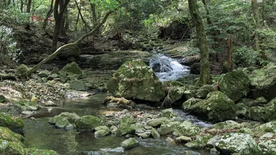 森の小川と岩