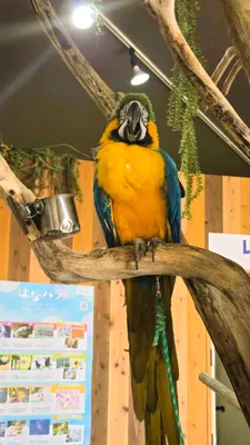 編集済イン
