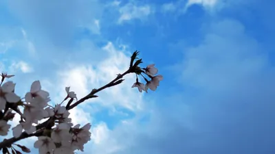 空の下の桜