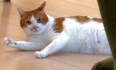 ねこ