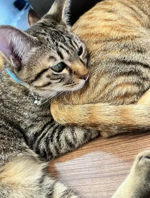 仲良し猫たちの穏やかなひととき