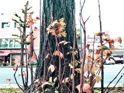根