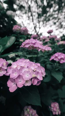 美しいピンクのあじさいが咲き誇る庭