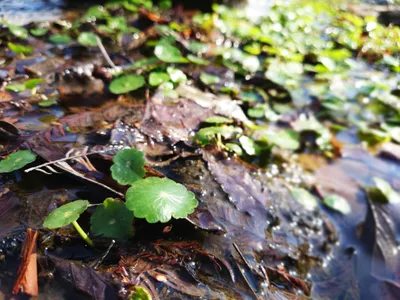 水辺の植物