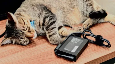 猫のくつろぎタイム