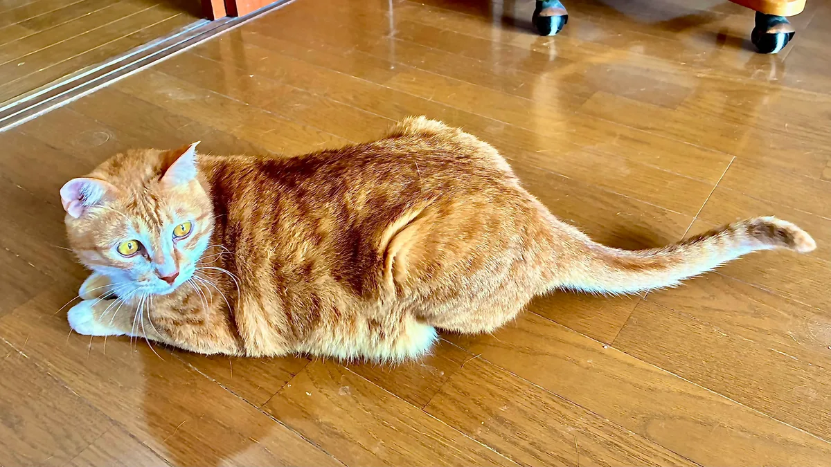 香箱座りする猫