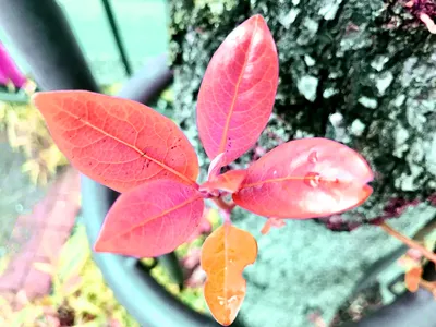 いのち2