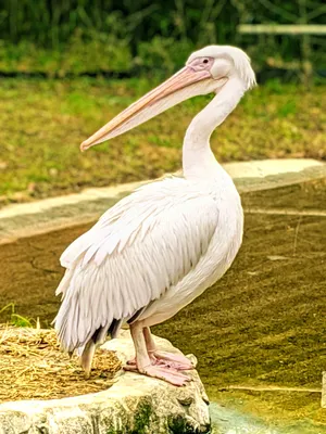 ペリカン