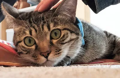 愛らしい猫のリラックスタイム