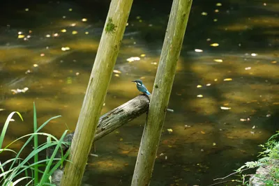 静寂な河辺に佇むカワセミ
