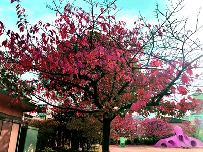 昭和町公園・冬