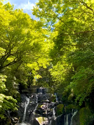 森の中の滝