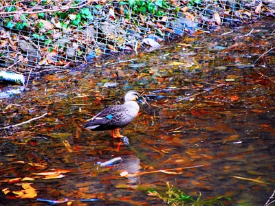 水辺でくつろぐカルガモ