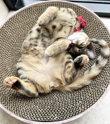 丸いベッドで眠る茶トラ猫