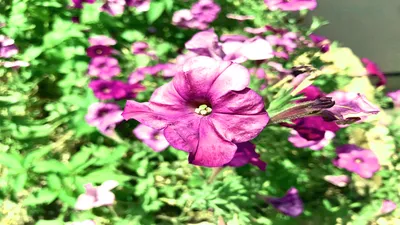 セントシティー花壇の花