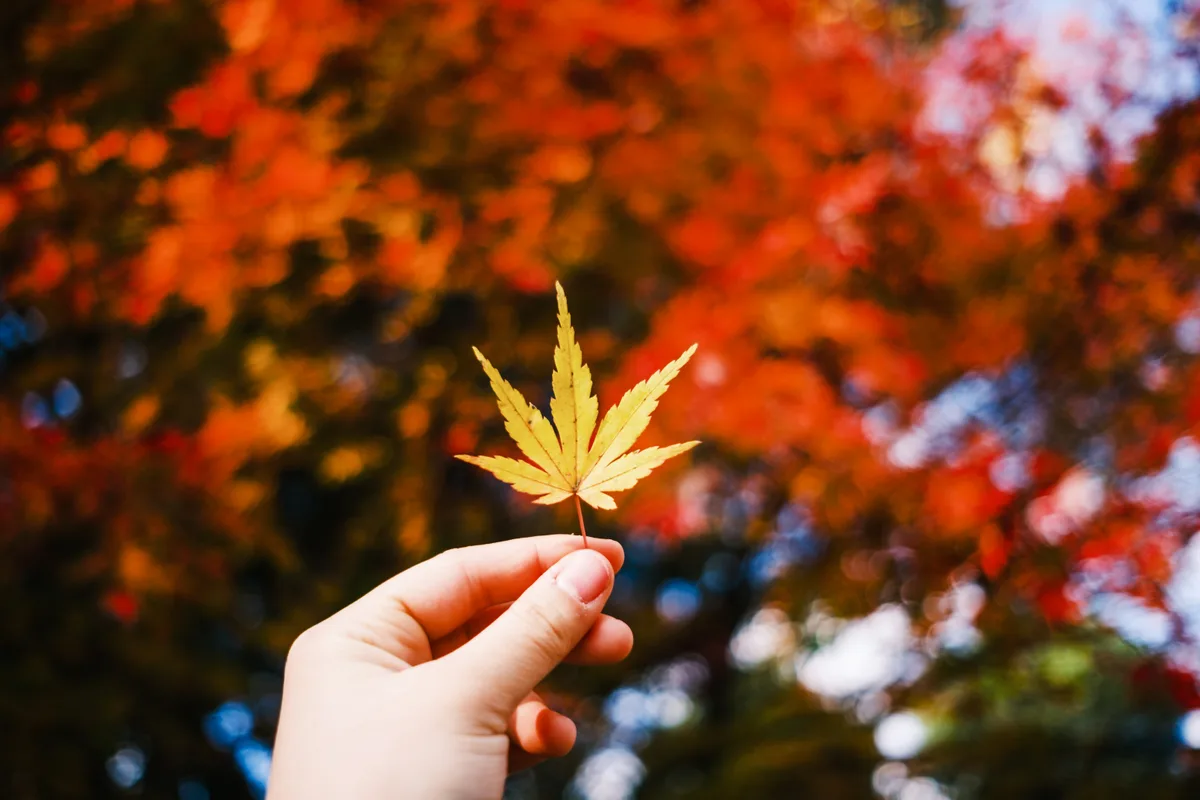 秋の紅葉を手に取る瞬間