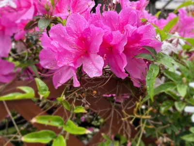 ツツジ.春.花