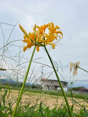 綺麗な黄色い彼岸花