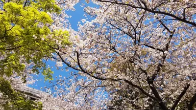 桜2