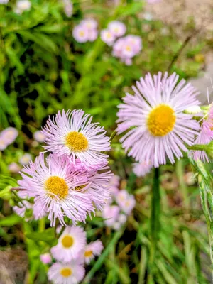 桃色の花1