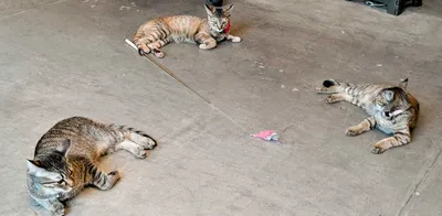 遊ぶ猫たちのリラックスタイム