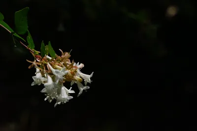 闇に浮かぶアベリアの白い花