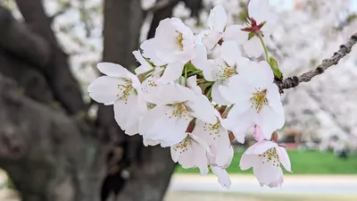 桜