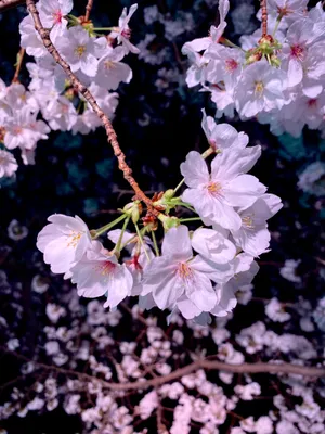 満開の桜が咲き誇る春の訪れ