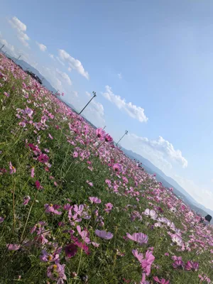 コスモス畑2