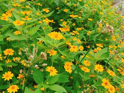 菊.自然.花.黄.緑