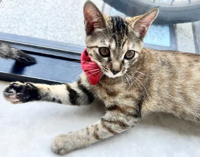 赤いリボンのキュートな子猫