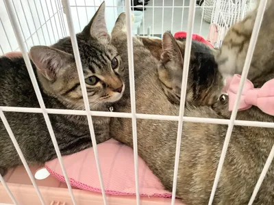 優しく寄り添う子猫たち