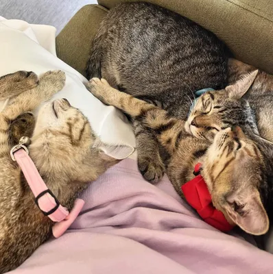 優雅にお昼寝する子猫たち