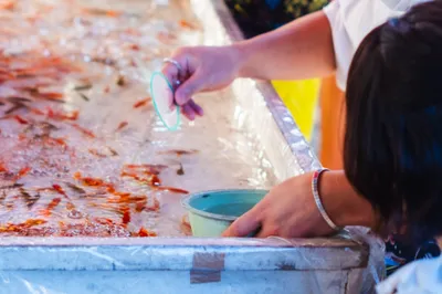 金魚すくいを楽しむ夏祭りの風景