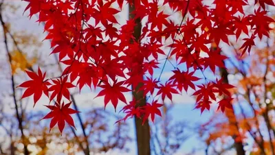 紅葉に染まる秋の風景