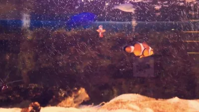 熱帯魚