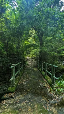 小川を渡る橋