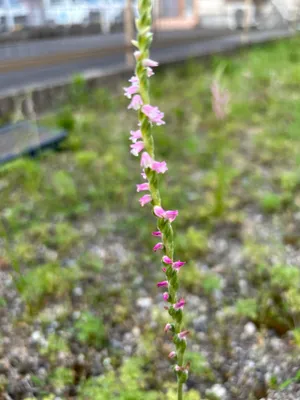 草地に咲くネジバナ