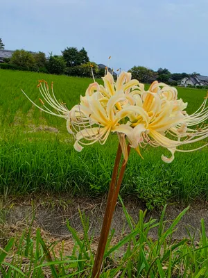 田んぼに咲く白い彼岸花