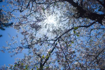 見上げ桜3