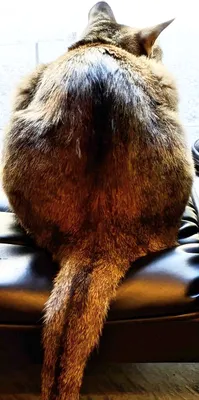 ソファで外を眺める猫の後ろ姿