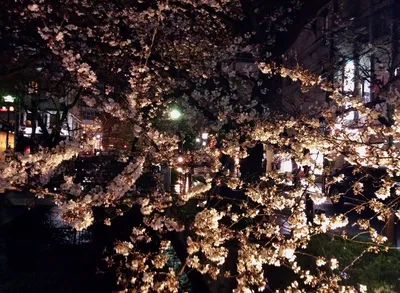 木屋町夜桜3