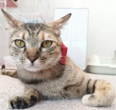 赤い首輪の魅力的な猫