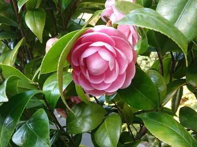 密やかに咲く