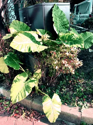 大きな葉