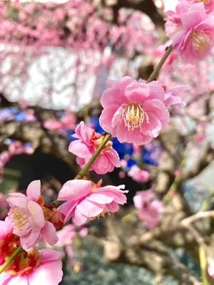 可憐な桜の花と春の訪れ