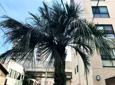 南国黄金町