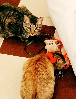 2匹の猫とクリスマスの楽しいひととき