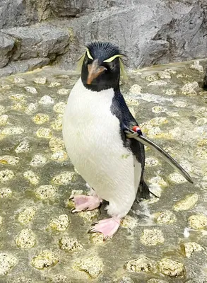 イワトビペンギン画像修正