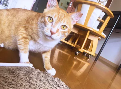 カメラ目線なねこたん